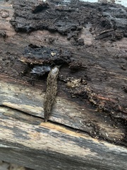 Megapallifera mutabilis