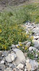 Arnica lanceolata