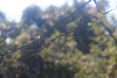 Bactricia bituberculata