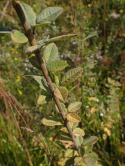 Lespedeza hirta