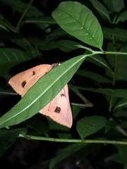 Thyas juno