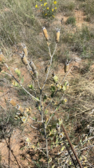 Mentzelia multiflora