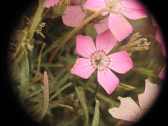 Dianthus pavonius