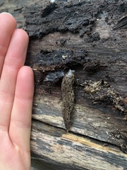 Megapallifera mutabilis