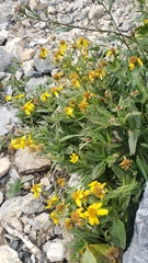 Arnica lanceolata