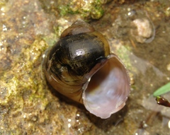 Viviparus viviparus