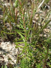 Ionactis linariifolia