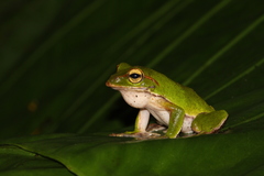 Zhangixalus prasinatus