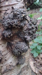 Jackrogersella multiformis