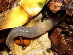 Krynickillus melanocephalus