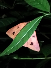 Thyas juno