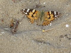 Vanessa cardui