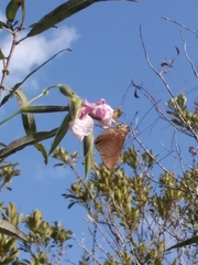 Asbolis capucinus