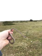 Psammophis notostictus