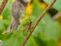 Hippopsis lemniscata