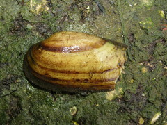 Unio pictorum