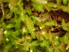 Odontoschisma denudatum