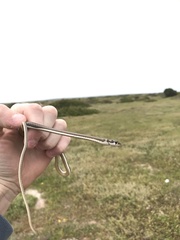 Psammophis notostictus