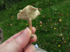 Clitocybe rivulosa