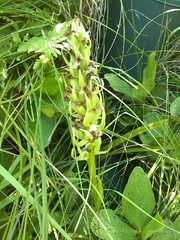 Dactylorhiza incarnata ochroleuca