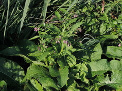 Symphytum officinale