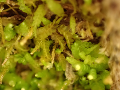 Odontoschisma denudatum