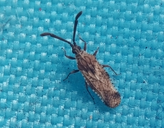 Tingidae