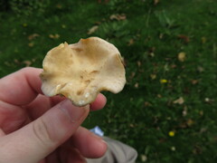 Clitocybe rivulosa