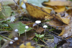 Hemimycena lactea