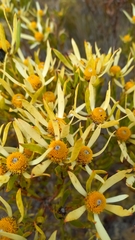Leucadendron
