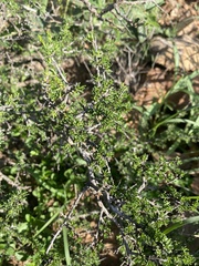 Condalia ericoides