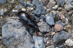 Pterostichus madidus