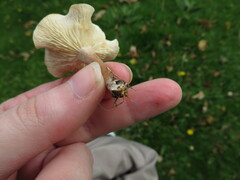 Clitocybe rivulosa