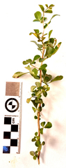 Searsia laevigata