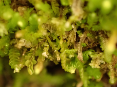 Odontoschisma denudatum