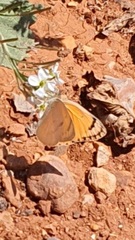 Colotis fausta