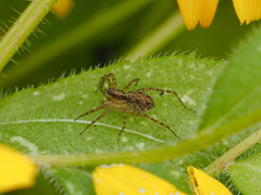 Pardosa