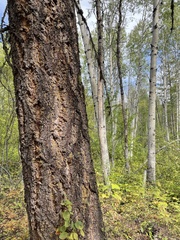 Pseudotsuga menziesii