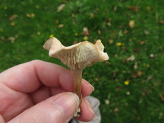 Clitocybe rivulosa