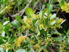 Searsia laevigata