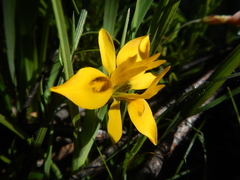 Moraea ciliata