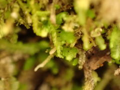 Odontoschisma denudatum