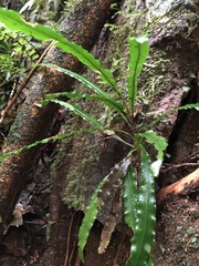 Lomariopsis boninensis
