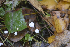 Hemimycena lactea