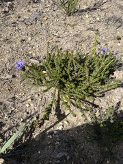 Roella ciliata