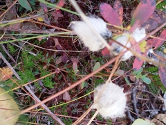 Eriophorum vaginatum