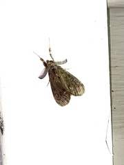 Dasychira vagans