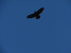 Corvus corax tingitanus