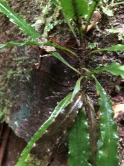 Lomariopsis boninensis