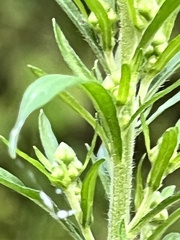 Rumex japonicus